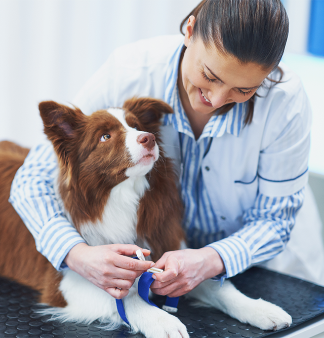 dog exam by vet