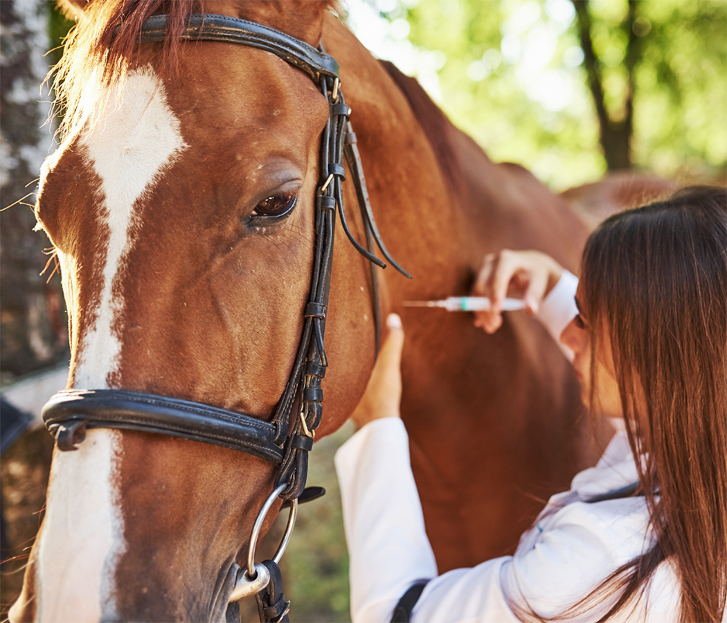 Horses and Vet